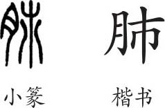 "肺"是形声字.小篆从肉(月,市声.隶变后楷书写作"肺.