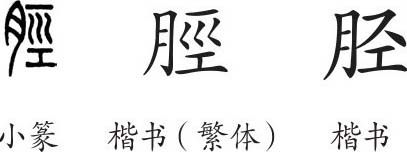 《胫》字义《胫》字的字形演变,说文解字《胫》