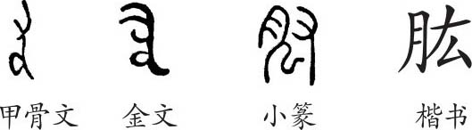 《肱》字义《肱》字的字形演变,小篆隶书楷书写法《肱》